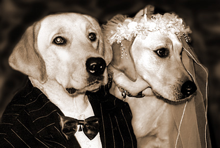 Dogs in wedding ceremonies